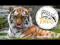 Tour of Land of the Tiger at Paradise Wildlife Park