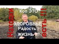 В поисках старины коп  околицы Сумы xp Deus находки есть !