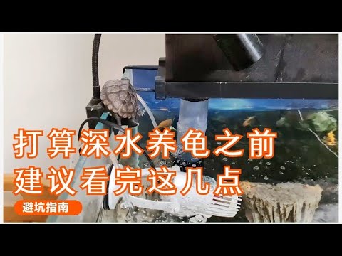 深水养龟避坑指南