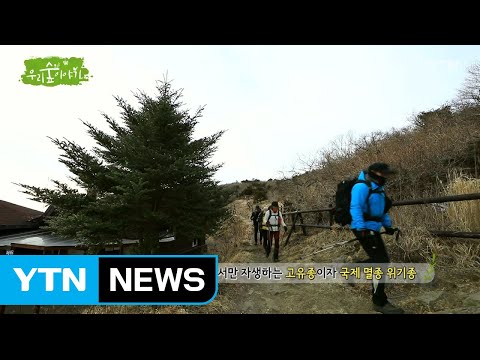 [삼삼오오 우리 숲 이야기] <strong>구상나무</strong>, 까마귀 / YTN