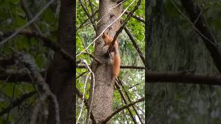 #лесник #белка #squirrel #уж #природа #nature #forest #walk