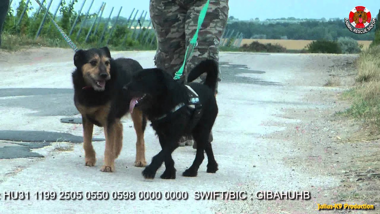harnessing mineral resources Julius-K9® - Protección a los animales, refugio de animales
