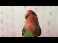 コザクラインコ 自己紹介 名前をおしゃべり love bird