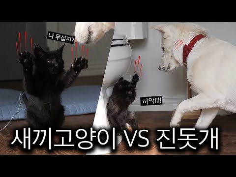 새끼 고양이가 진돗개를 공격할 때, 진돗개 공주가 보인 놀라운 반응