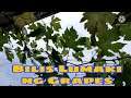 Updates my grape plants at the terrace  broker nolyn andrade grapeplants shorts