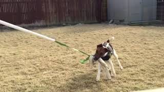 Conditioning the canine athlete. by Pip The Smooth Fox Terrier 241 views 6 years ago 1 minute, 30 seconds