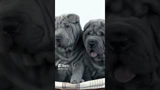 Shar Pei Dogs! #facts #shorts