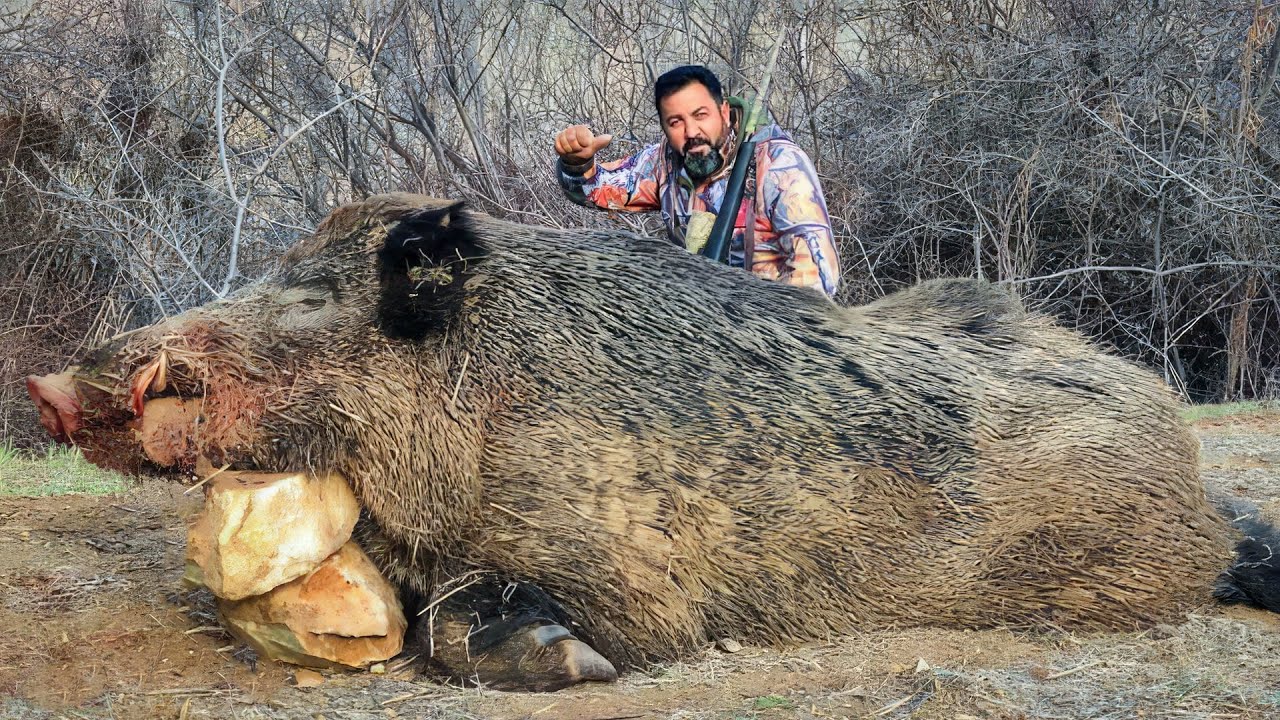 Top 100 wild boar hunts of \
