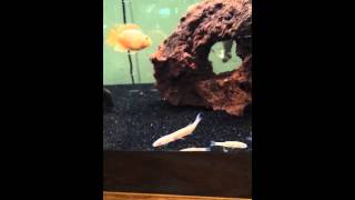 Arowana Gar And Shovelnose Catifish Eat
