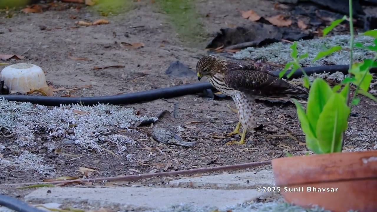 Juvenile Cooper's Hawk with Prey (Juvenile House Finch)