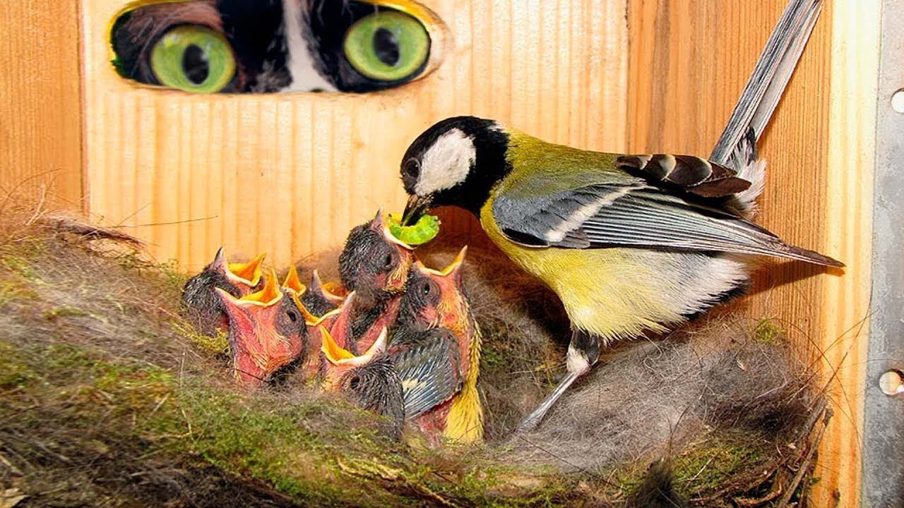 WIR HABEN EIN VOGELHAUS MIT EINER KAMERA DARIN GEBAUT