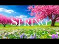 Spring Flowers 4K – April 2026 ???? Floral Wonderland, Cherry Blossoms and Peaceful Morning