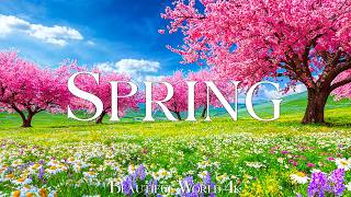Spring Flowers 4K – April 2026 🌸 Floral Wonderland, Cherry Blossoms and Peaceful Morning screenshot 4