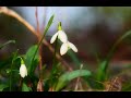 Благовіщення і гіацинти. Зйомка 7 квітня. Holyday and little flowers. Video from 7 of Apryl.