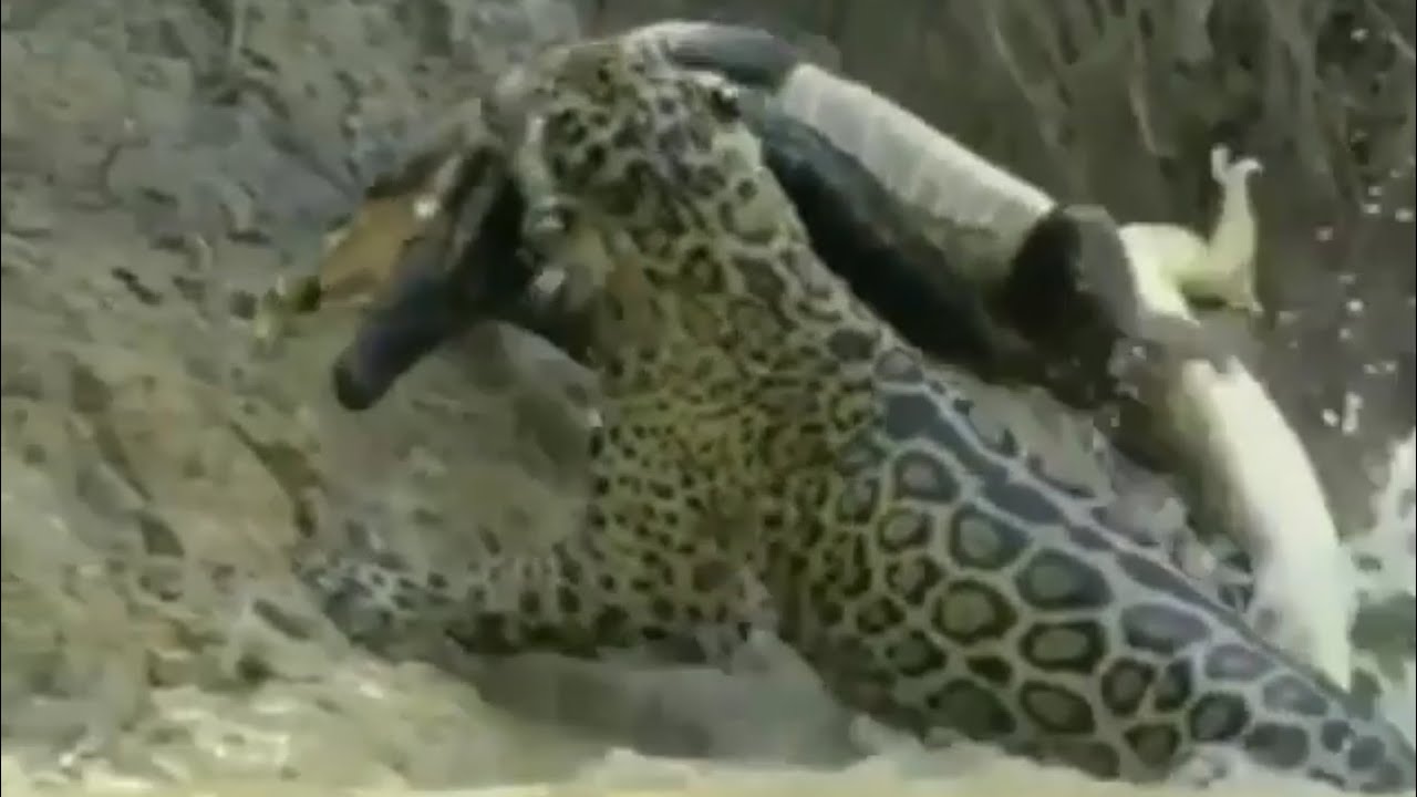 jaguar catches crocodile YouTube
