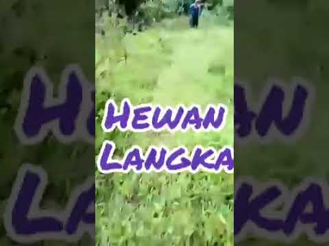  Hewan  langka  di kawasan air  terjun 2 bidadari YouTube