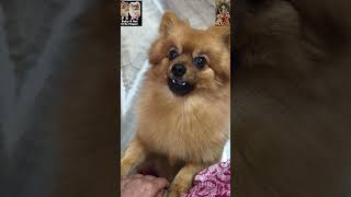 এইজন্য মার শাসনটাই দরকার😡#dog #dogs #youtubeshorts #trending #short #shorts #viralvideo #viral #fun