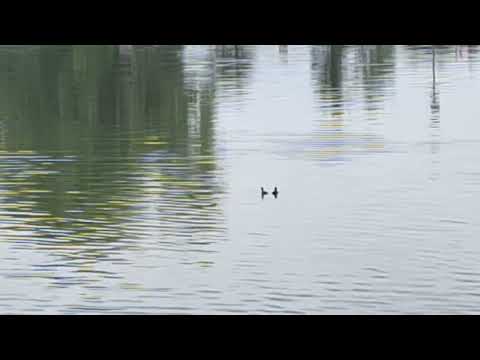 Patrick O'Hearn - So Flows The Current (Intro)
