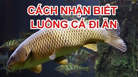 Cách nhận biết luồng cá đi ăn - Chọn địa điểm câu dễ lên cá