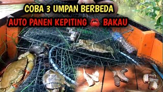 BERBURU KEPITING BAKAU | DENGAN 3 UMPAN YANG BERBEDA | AUTO PANEN KEPITING BAKAU