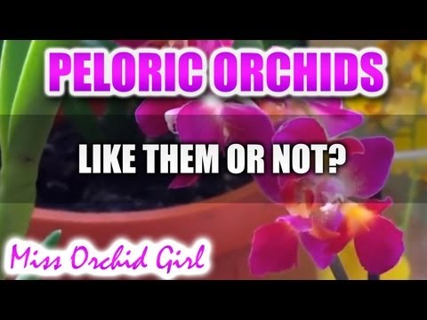 فيديو: Pelorik Orchid: الصور والأصناف والرعاية المنزلية