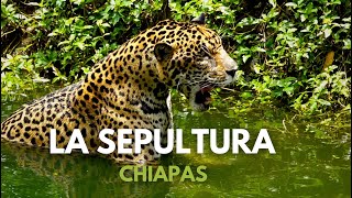 Sepultura: Sanctuary of biodiversity in Chiapas