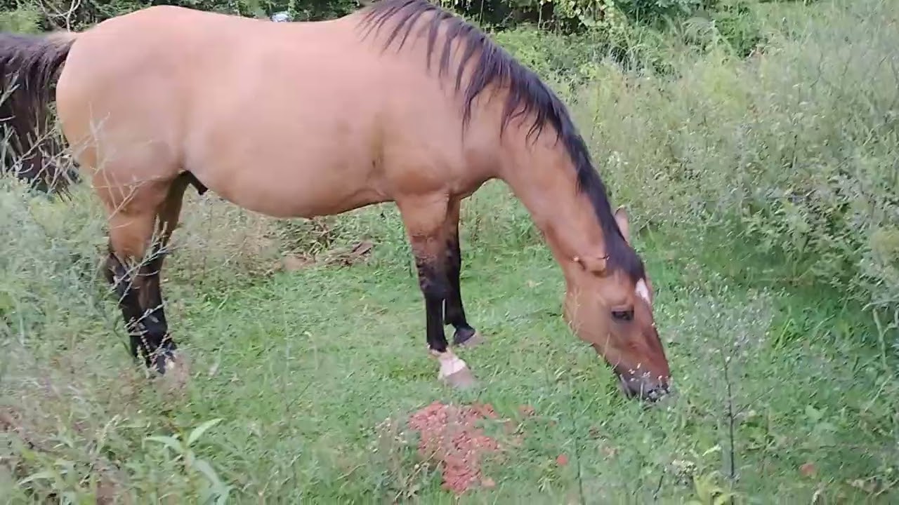 Hidalgo Spirit...meu gordão 