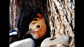 Hoopoe nesting in a hole in an olive tree and brings food to the chicks - Videos from 8/5 –24/5/2023