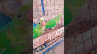 bol ne laga mitthu #parrot #cartoon #birds #comedy #funny #animal