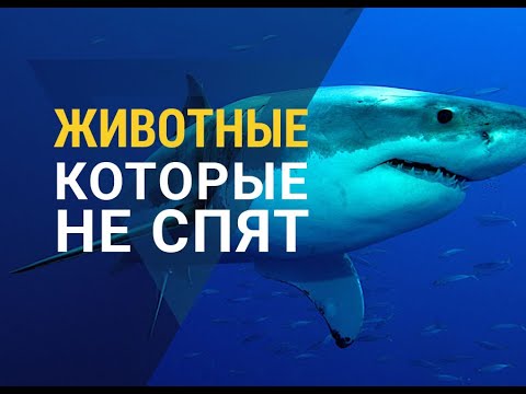 Видео: 12 Животни, които едва спят