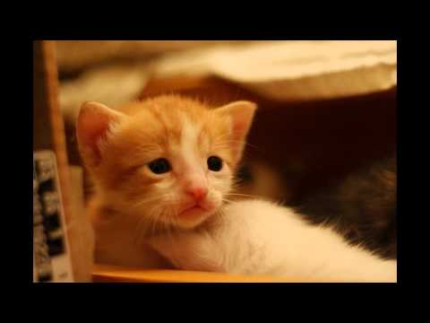 อยู่บำรุง - ว่าน ธนกฤต