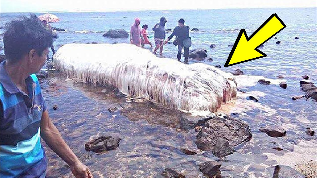 Морской «монстр», выброшенный на берег океана, напугал всех жителей ...