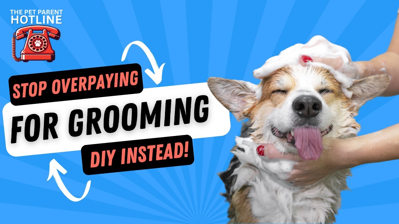 Stop Overpaying for Grooming: What You Can DIY vs Leave to the Pros Stop Overpaying for Grooming: What You Can DIY vs Leave to the Pros