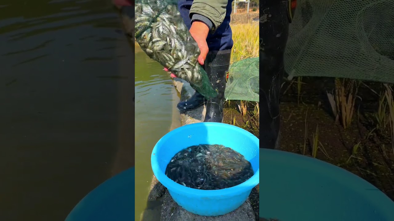 Fishing Rod | Fishing Videos | Fishing Trout | Fishing in River | Fishing in Japan 