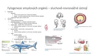 Fylogeneze sluchově-rovnovážného ústrojí a chemoreceptorů