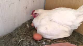 Vaktar ägg