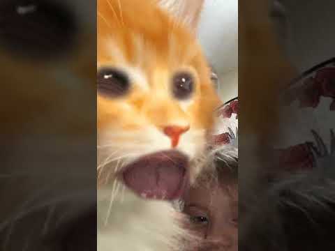funny-cat-singing