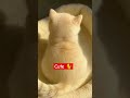 #chinesevideo #cat #viralvideo #pets