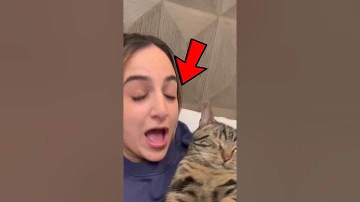 Video 7619071: hypoallergenic siberian cats, siberian cat breed, cat breeds perfect, cat first, best cat