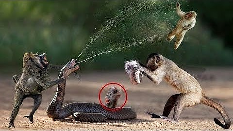 animals snake and monkeys Amazingly Intelligent Monkeys Save Rodent Mouse From Snake Hunting usa