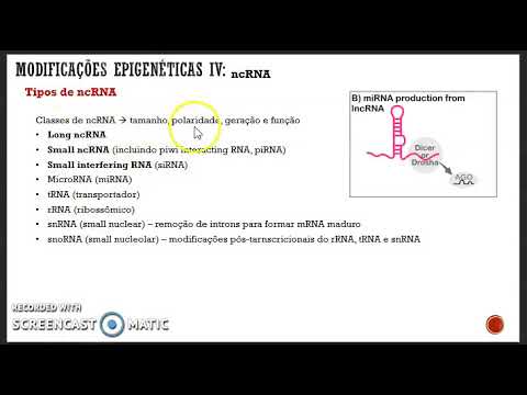 Vídeo: Modificação Pós-tradução De Argonautas E Seu Papel Na Regulação De Genes Pequenos Mediados Por RNA