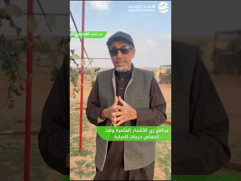 يوصى بري الأشجار المثمرة وخصوص ا السدر الصيني في المساء عند انخفاض درجات الحرارة