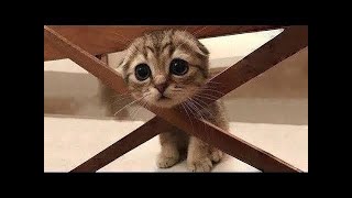 💗Cute And Funny Pets   Try Not To Laugh To These Pets Compilation #1💗 Cutest Lands