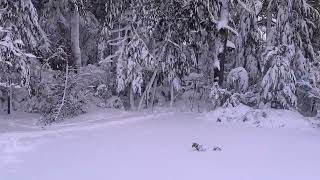 Blizzard Bird Songs