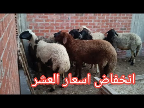 انخفاض أسعار الغنم عندنا العرض مبيكملش يوم واحد وانهارده غنم عشاير عضم ومبختين كمان ببلاش