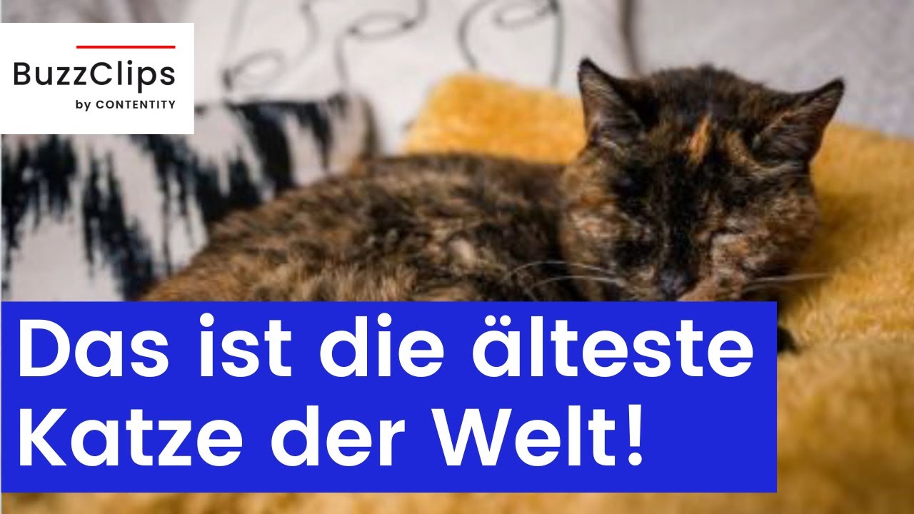 Wie Alt Ist Die älteste Katze Der Welt Geworden Das ist die älteste Katze der Welt! - YouTube