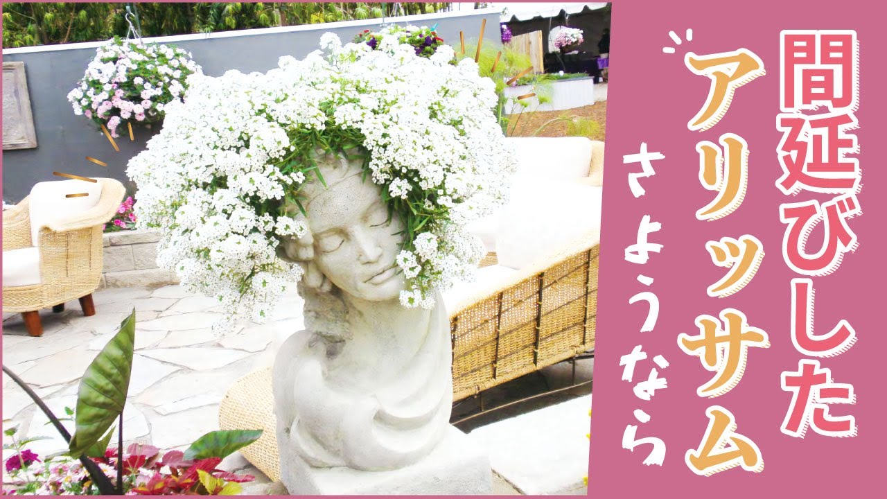 にゃーにゃ様◇ちょっと訳あり【ドライフラワー】アリッサム （ 812