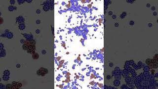 Nitrate Predators - Cell Lab: Evolution Simulation - #Gaming #AI #2025 #Simulation