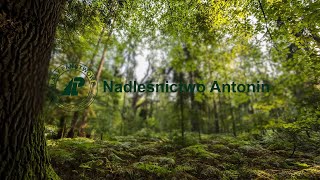 Nadleśnictwo Antonin - film promocyjny