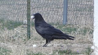 Raven eating eggs